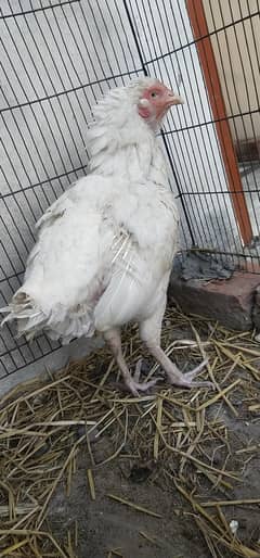 heera female for sale