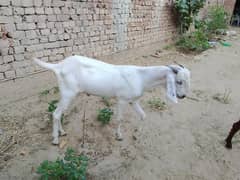 kheera bakra