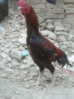 karas
