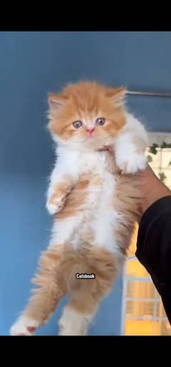 blue eyes white Persian kitten|Triple long coat |WhatsApp. 03250387943
