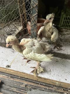 Lucky pigeons and back firll and gubara