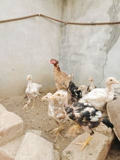 Heera chicks