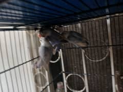 Lovebirds