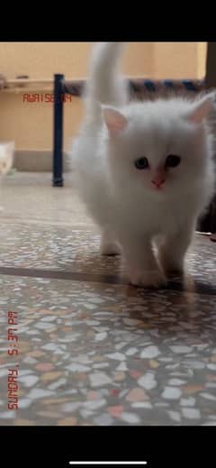 White Persian Cats