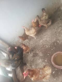7 egg laying hens and 1 aseel mugha for sell