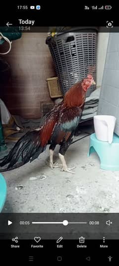 aseel bird ha quality AP ka Sam na ha what apps (03136417097)