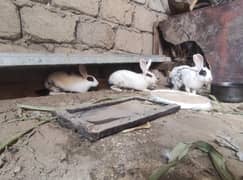 6 month rabbit