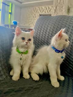 white perian cats pair