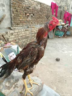 Aseel