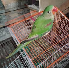 noRaw Parrot
