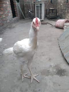 03224777826