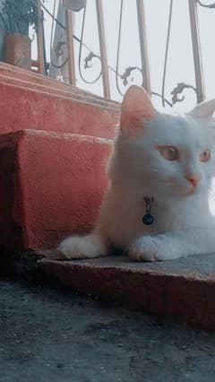 Cat Selling