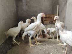 Heera