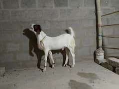 gulabi bakra