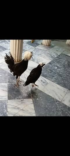 Fresh young pair 7month age