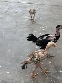 aseel chicks