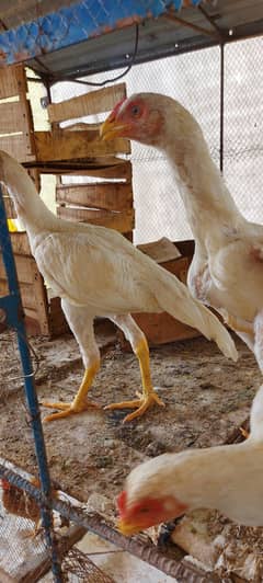 white Heera 4 piece  for sale