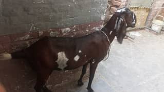 Goat /Betal Bakre /بکری /Desi Bkara /Nagra Betal / Goat for sale
