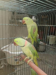 rew parrot for sell