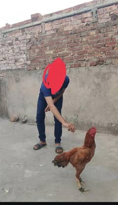Aseel eggs