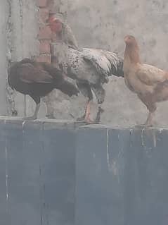 hens and cocks