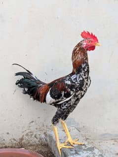 aseel rooster