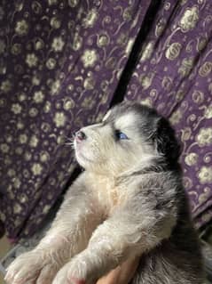 Siberian huskey for sale . Age one month