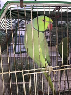 Green ringneck pair for sale with cage