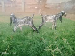amratsari beetal with 2 kids