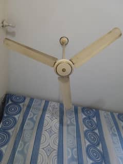 fane.