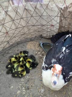 muscovy ducks