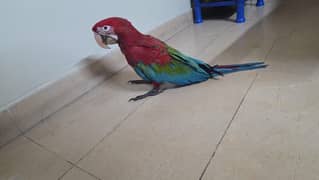 Greenwing macaw chick