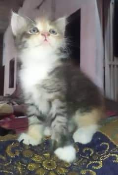 Persian kitten / triple long coated kittens/ fully kitten for sale
