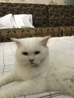 Persian cat