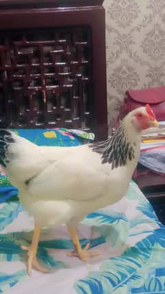 4 female 1 male