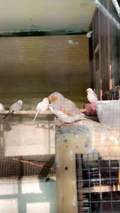 Zebra finch, Bangalese finch, diamond doves pair