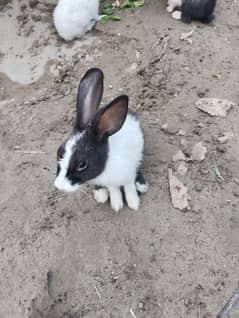 Red-eyed Rabbit pair 2500|| Black and whit pair 2000 || Age: 5 months