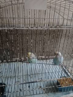 male