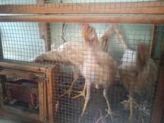Farmi murgha murghi for sale