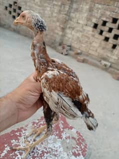 3 chozy for sell