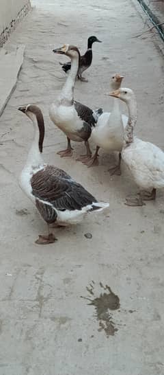 Big Ducks For Sale