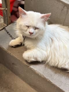 White Male Cat Persian triple coated