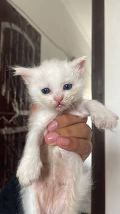 Persian cat tipal coat babei 1 month
