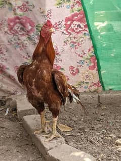 Peela  Zahreela breeder High quality
