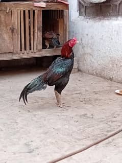 Lasani Aseel Murga || Pure Aseel Breed || White Phasam || Hens ||