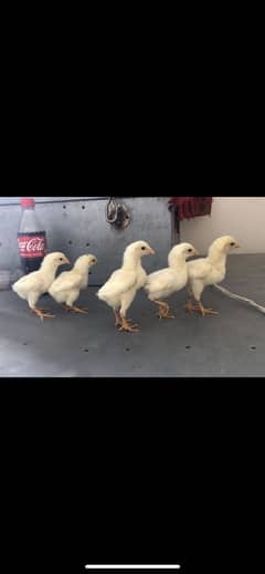 White Shamo chicks