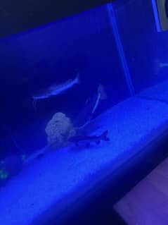 Fish