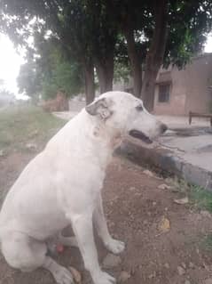 Best dog far safety