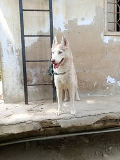 Siberian husky