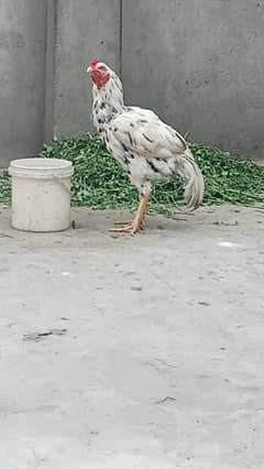 Thai or shampoo ka karos